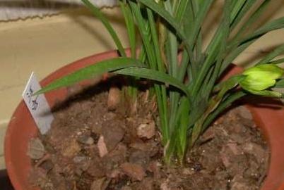 绿植用什么花盆养较好