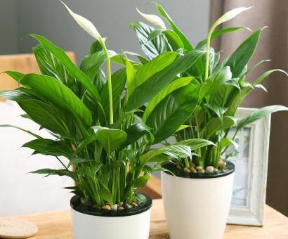 绿植一帆风顺水培怎么养