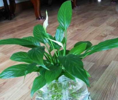 绿植一帆风顺水培怎么养