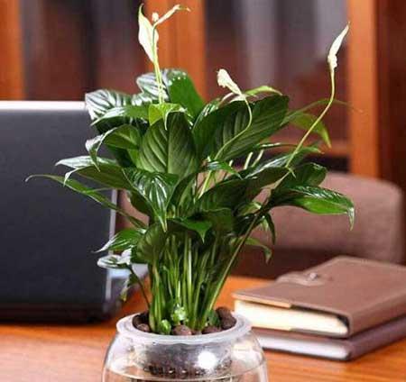 绿植一帆风顺水培怎么养