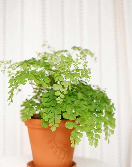 绿植养护注意事项