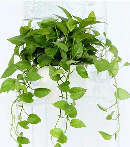 绿植养护注意事项