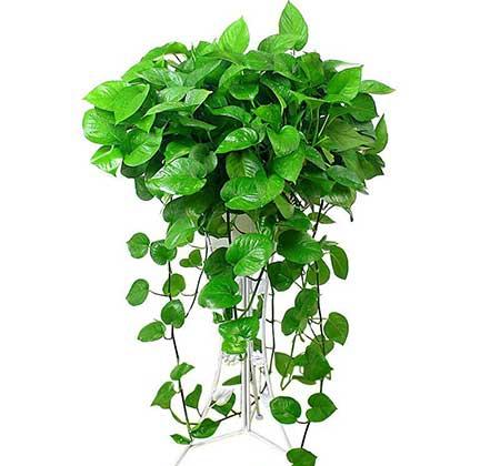 绿植养护注意事项