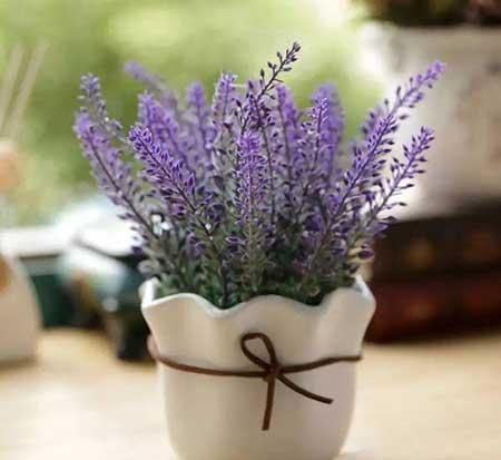 绿植养护注意事项