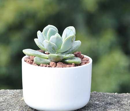 绿植养护注意事项