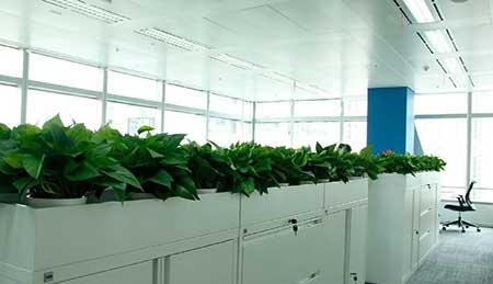 办公绿植养护