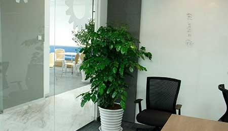办公绿植养护