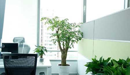 办公绿植养护