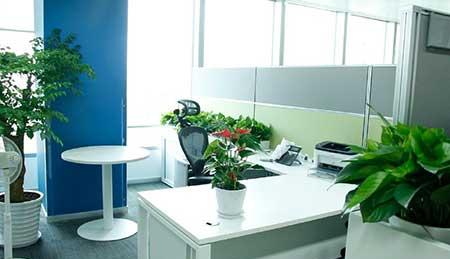 办公绿植养护