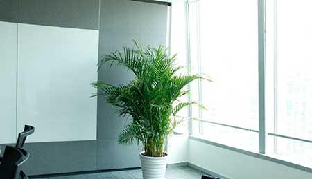 办公绿植养护