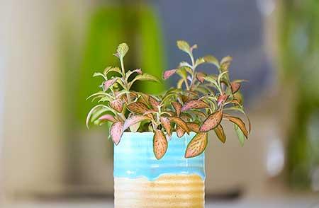 绿植养护是什么意思