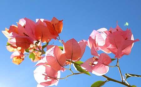 绿植养护是什么意思