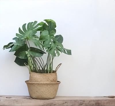 绿植养护是什么意思