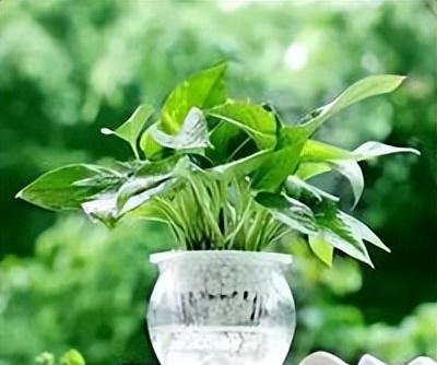 绿植养护是什么意思