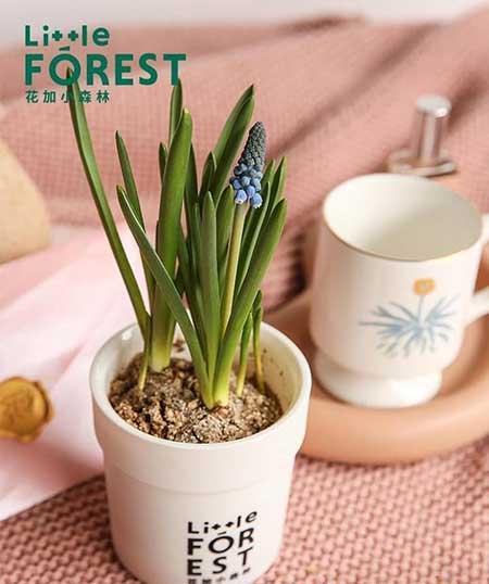 绿植养护是什么意思