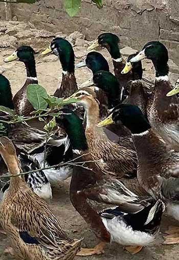 绿植养护多少钱一平方