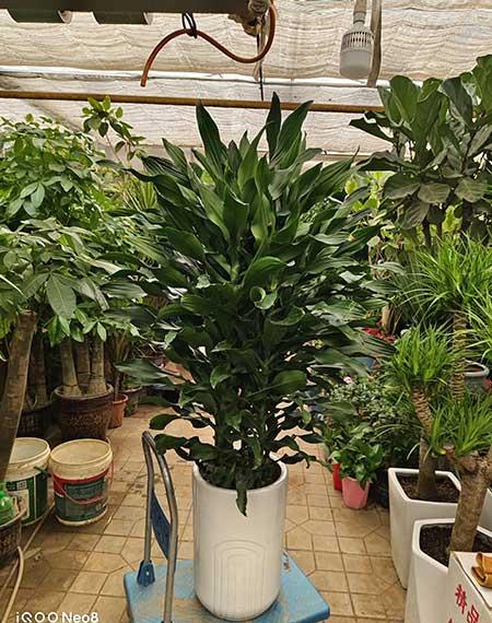 绿植青铁养护方法