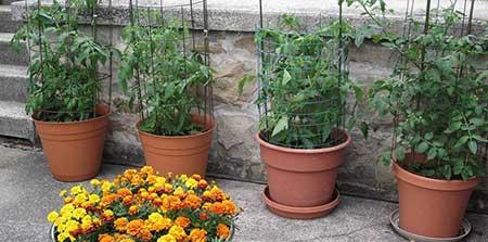 绿植盆栽怎么养护