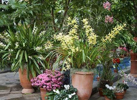 绿植盆栽怎么养护