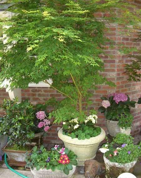 绿植盆栽怎么养护