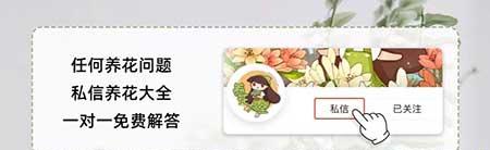 绿植盆栽怎么养