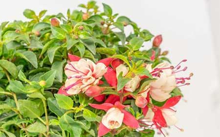 绿植盆栽怎么养