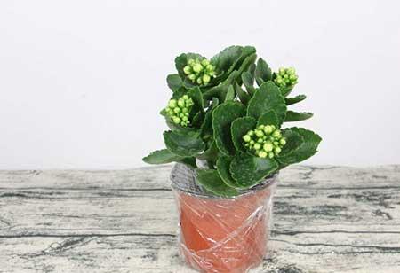 绿植盆栽怎么养