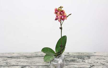 绿植盆栽怎么养