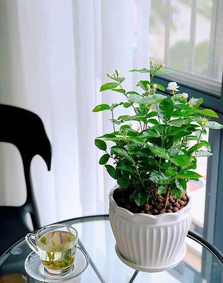 绿植盆栽什么好养