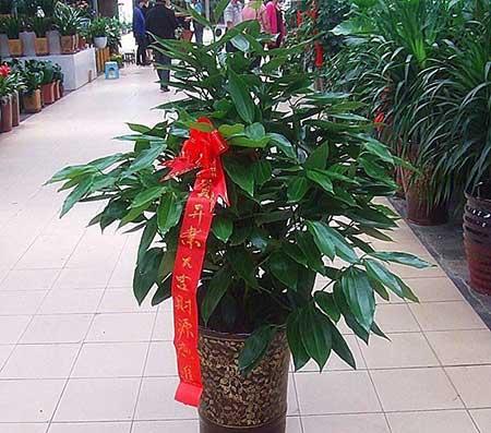 绿植盆栽什么好养