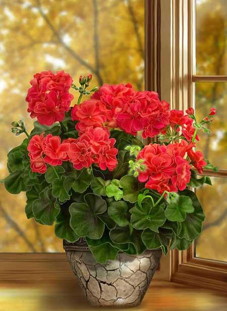 绿植盆栽什么好养