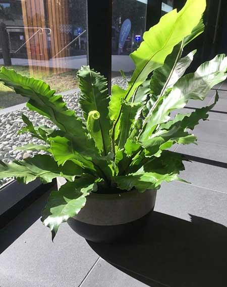 绿植鸟巢怎么养