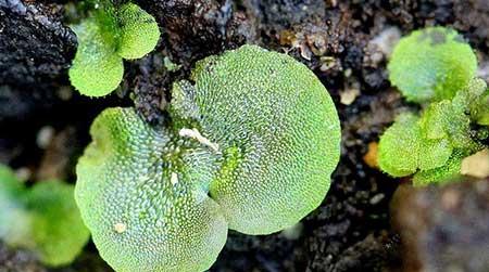 绿植鸟巢怎么养