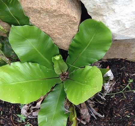 绿植鸟巢怎么养