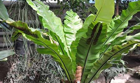 绿植鸟巢怎么养