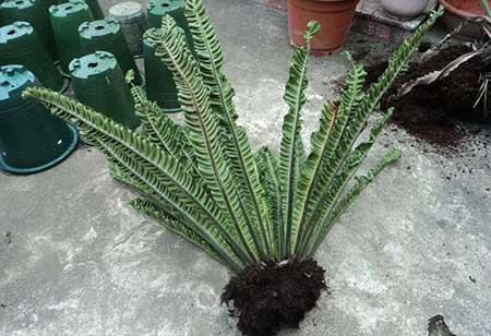 绿植鸟巢怎么养