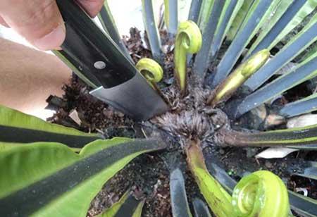 绿植鸟巢怎么养