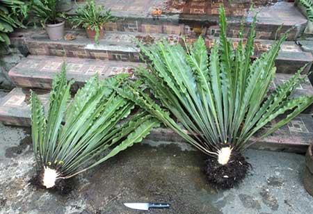 绿植鸟巢怎么养