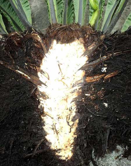 绿植鸟巢怎么养