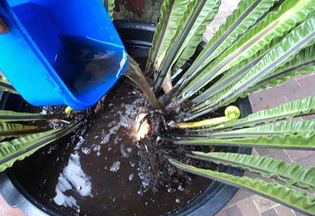 绿植鸟巢怎么养