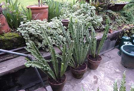 绿植鸟巢怎么养