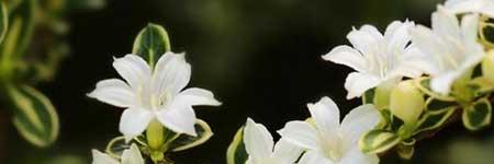 绿植六月雪的养殖方法