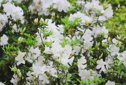 绿植六月雪的养殖方法