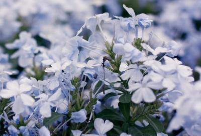 绿植六月雪的养殖方法