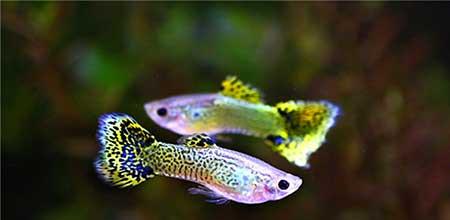 绿植孔雀兰养殖方法