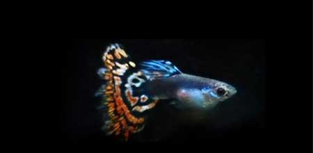 绿植孔雀兰养殖方法