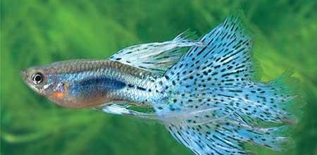 绿植孔雀兰养殖方法