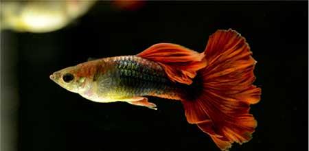 绿植孔雀兰养殖方法