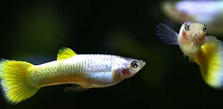 绿植孔雀兰养殖方法