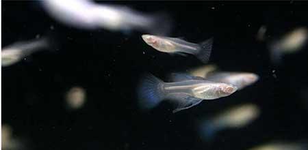 绿植孔雀兰养殖方法